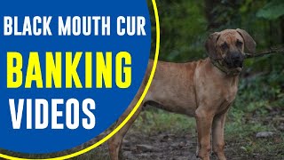 BLACK MOUTH CUR  BARKING VIDEO  ROSSY [upl. by Kcam]