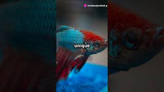 Amazing Facts About Siamese Fighting Fish fish sea ocean [upl. by Ferrell]