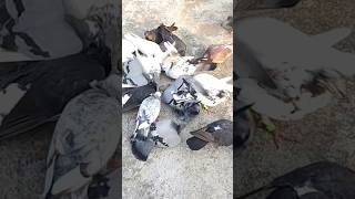 Giribaj Pigeon  masteragrobd pigeon giribazpigeon viralyoutubeshortsvideo viralshorts [upl. by Mcclenon]