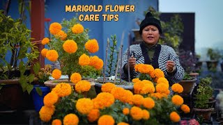 How to Grow and Care Marigold Plant I Marigold Flower Care Tips in Nepali [upl. by Jermayne]