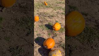 Pumpkin  Pumpkin Palooza Wolfville Farmers Market [upl. by Stretch]