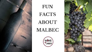 Fun facts about Malbec French vs Argentinian Malbec  WineTuber [upl. by Ymeon676]