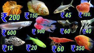 Ornamental Fish Price List In India  Fish Price List For Aquarium [upl. by Maure]