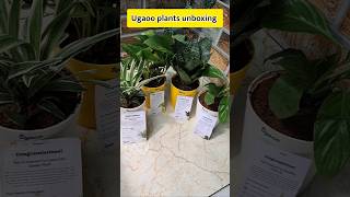 Ugaoo plant Unboxing 🪴 myntra Loot ugaoo plants unboxing shorts [upl. by Etnauj750]