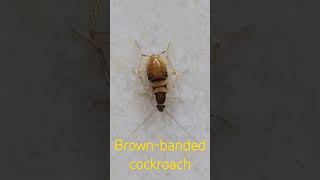 Brownbanded cockroach cockroach bandedcockroach [upl. by Racklin]