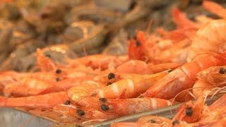 Crevettes  les nouvelles stars de la grillade  enquète reportage [upl. by Nnaihs]