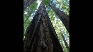 Redwoods National Park California 26 nature nationalpark travel [upl. by Llerehs]