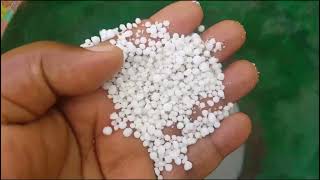 UREA FERTILIZER application to MAIZE in my garden [upl. by Calan]