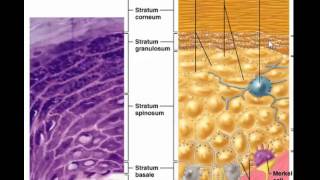 Layers of epidermis without stratum lucidum [upl. by Acie]