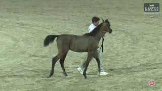 N 63 AZIZ AL BURAQ ERAB Arabian Horse International Show 2024 Colt Foals Class 2A [upl. by Ariaet]