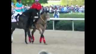 Zenyatta Gets Down Dancing before Race [upl. by Kramlich]