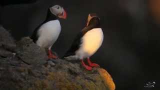 Papageitaucher  Puffin  Lundi  Fratercula arctica [upl. by Pasol642]