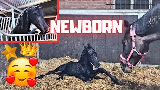 Newborn🥰 Most special birth Foal Belle by ET daughter of Queen👑Uniek 17  Friesian Horses [upl. by Akeimat]