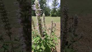 Pollinators Love This Plant agastache bees butterflies pollinators [upl. by Ahmar687]