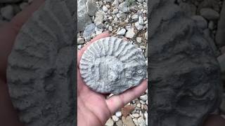 Nice Cretaceous Ammonite Fossil  surface find  while Hunting North Texas Creeks fossilhunting [upl. by Yoko661]