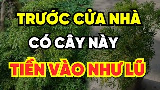 Bạn Sẽ ĐỔI ĐỜI GIÀU SANG Nhờ Trồng Cây Này TRƯỚC CỬA NHÀ Gánh Lộc Vào Nhà Tiền Vàng Ùn Ùn Kéo Về [upl. by Devad]