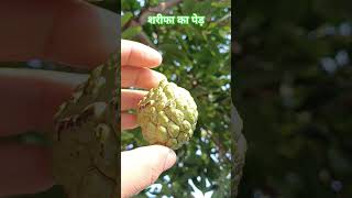 Sharifa fruit ka ped  Sharifa fruit plant sharifa fruit tree sharifa fruit plants tree plant [upl. by Ydarb]