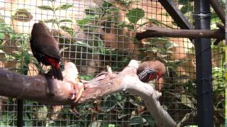 Back from the Brink  The fight to save the western beautiful firetail [upl. by Aveer]