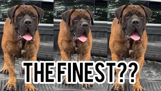 One of the FINEST South African Boerboel in Africa [upl. by Anirod]