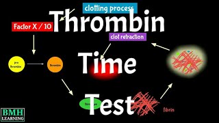 Thrombin Time Test  TT Test  Thrombin Clotting Time Test [upl. by Mayyahk]