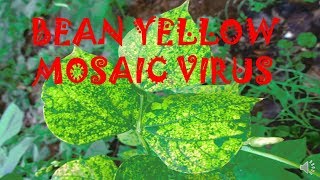 YELLOW MOSAIC VIRUS OF BEAN [upl. by Cooley]