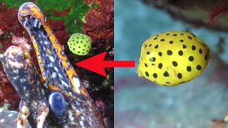 Wonderful Yellow Boxfish Swimming Inside EEL Mouth [upl. by Karas204]