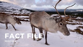 Facts about Reindeer [upl. by Bannasch]