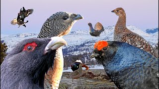 Tiurleik amp Orreleik  Vårens Eventyr Capercaillie lek amp Black Grouse lek spring in Norway [upl. by Htnnek]