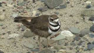 Killdeer bird fakes being injured [upl. by Anilave240]