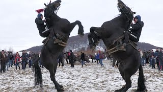 Cai Florin Cai Frizi Vicovu de Sus  Bucovina 2022 [upl. by Pease194]