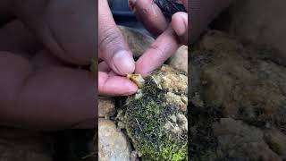 Cracking Open Natures Secret Piggy Bank gold gems rockhounding [upl. by Meng]