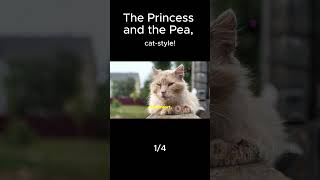 14 The Princess and the Pea catstyle cat cats catlovers catvideos catshorts [upl. by Minier137]