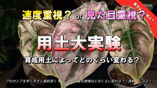 【用土比較】貴方はどれ？アロカシアに最適な用土探し｜アズラニー｜アロイド｜モンステラ [upl. by Gianna]