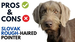 Slovak RoughHaired Pointer Pros and Cons  Slovak Wirehaired Pointer Advantages and Disadvantages [upl. by Shepp]