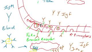 Transport of IgG and IgA [upl. by Pryor157]