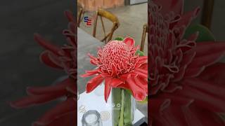 Torch Ginger flower കല്യാണ വേദികൾ ഇനി ഇവൻ ഭരിക്കും💐 shorts flowers wedding torchginger new [upl. by Zins310]