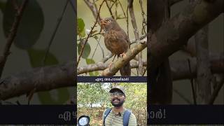 കലപില കൂട്ടും ചിലകാട  Jungle Babbler  Kerala  shorts [upl. by Namyaw]