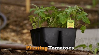 Planting Tomatoes [upl. by Norra]