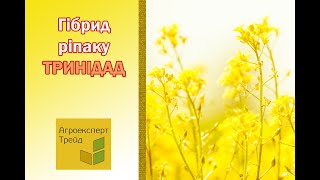 Озимий ріпак Тринідад 🌾 опис гібрида 🌾  насіння в Україні [upl. by Tuppeny]