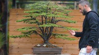 Massive Cedrus bonsai styling  Arkefthos Bonsai [upl. by Yelyk]