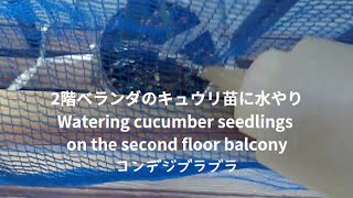 June 4 2024 2階ベランダのキュウリ苗に水やり Watering cucumber seedlings on the second floor balcony [upl. by Pesek]