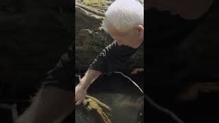 Jeremy Wade Finds A Giant Crayfish 🦞 shorts jeremywade [upl. by Enellek]