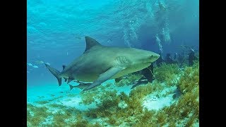 Facts The Bull Shark [upl. by Soni64]