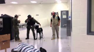 Giant Schnauzer Drilling for Riot Control Prison Work [upl. by Diver609]