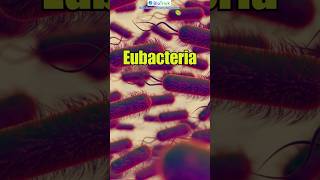 Eubacteria  General characteristics of Bacteria  Biological Classification  Class 11 Biology [upl. by Hsivat]