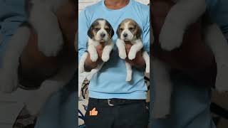 Best quality 😜 Beagle puppies Beagle puppy caringcute beagle dog funny beagle 😍 puppy beagle [upl. by Saisoj678]