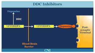 Medications for the Treatment of Parkinsons Disease [upl. by Mcripley]