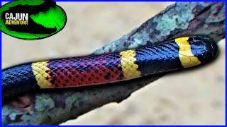 North Americas most VENOMOUS SNAKE  The Coral Snake [upl. by Daisi]