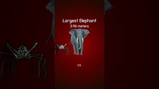 What Is The Largest Animal On Earth [upl. by Immanuel]