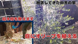 【ガーデン】シンボルツリーオリーブ植えます 祝電気開通 庭木枝整えます 【田舎暮らし】【ガーデニング】【オリーブ】 [upl. by Zimmermann18]